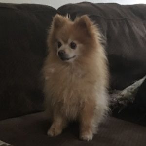 Meet your Posher, Lauryn